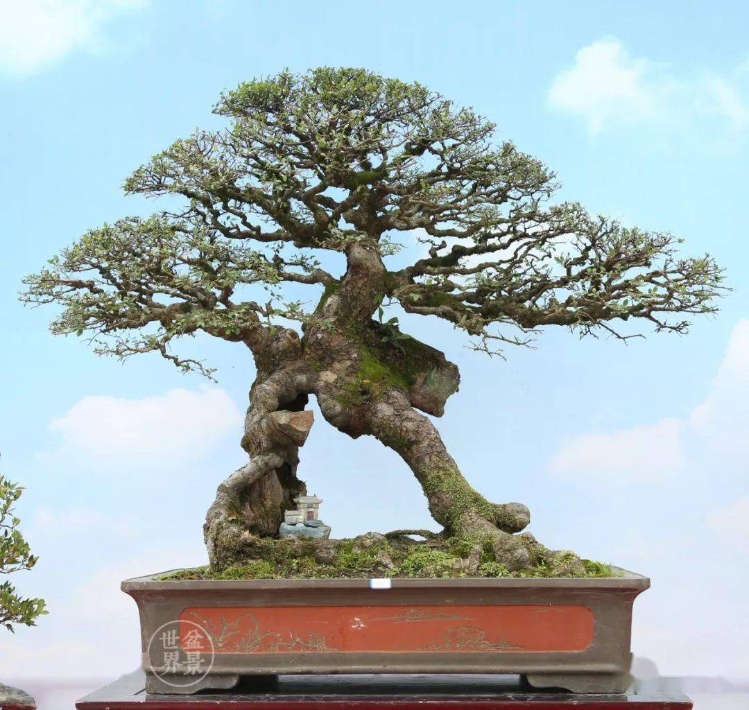 大奖全集!揭开温州盆景博览会神秘面纱