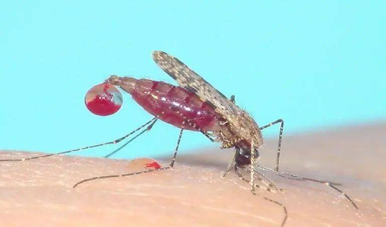 全国疟疾日防止输入再传播巩固消除疟疾成果