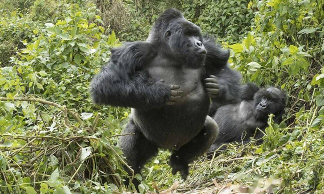 150公斤大猩猩遇到60公斤花豹谁会赢事实证明大自然不公平