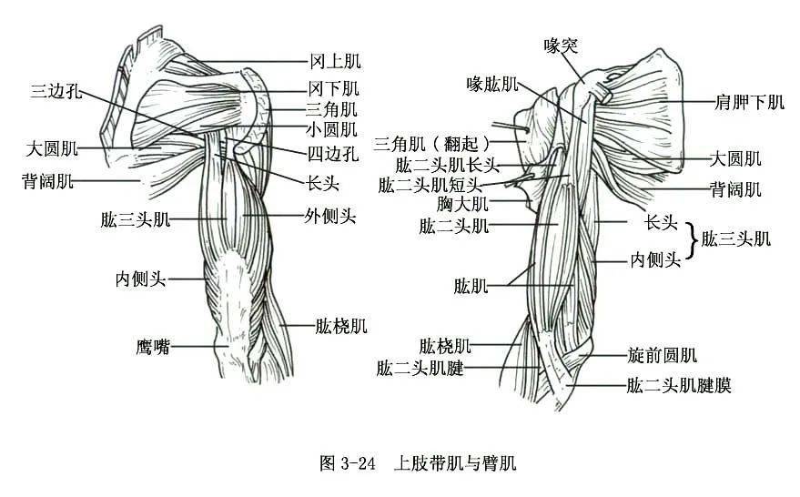 系统解剖线条绘图——骨骼肌