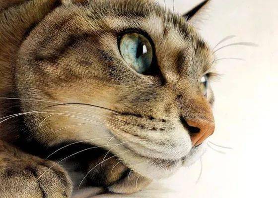 推主用彩色铅笔画的猫,这细节处理的也太好了,超逼真!