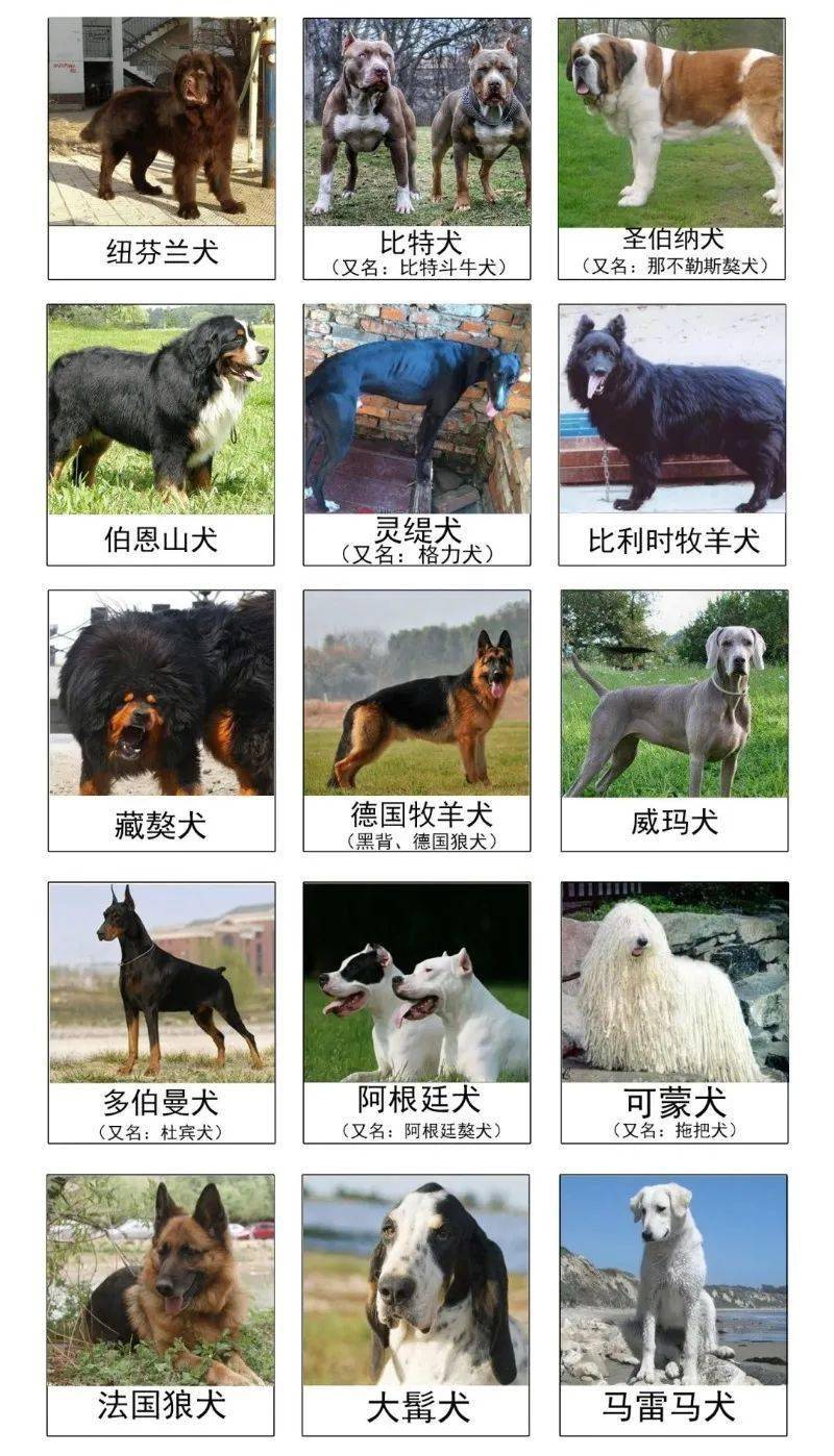 烈性犬品种我市重点管理区禁止饲养的赶紧看看有哪些《芜湖市重点管理