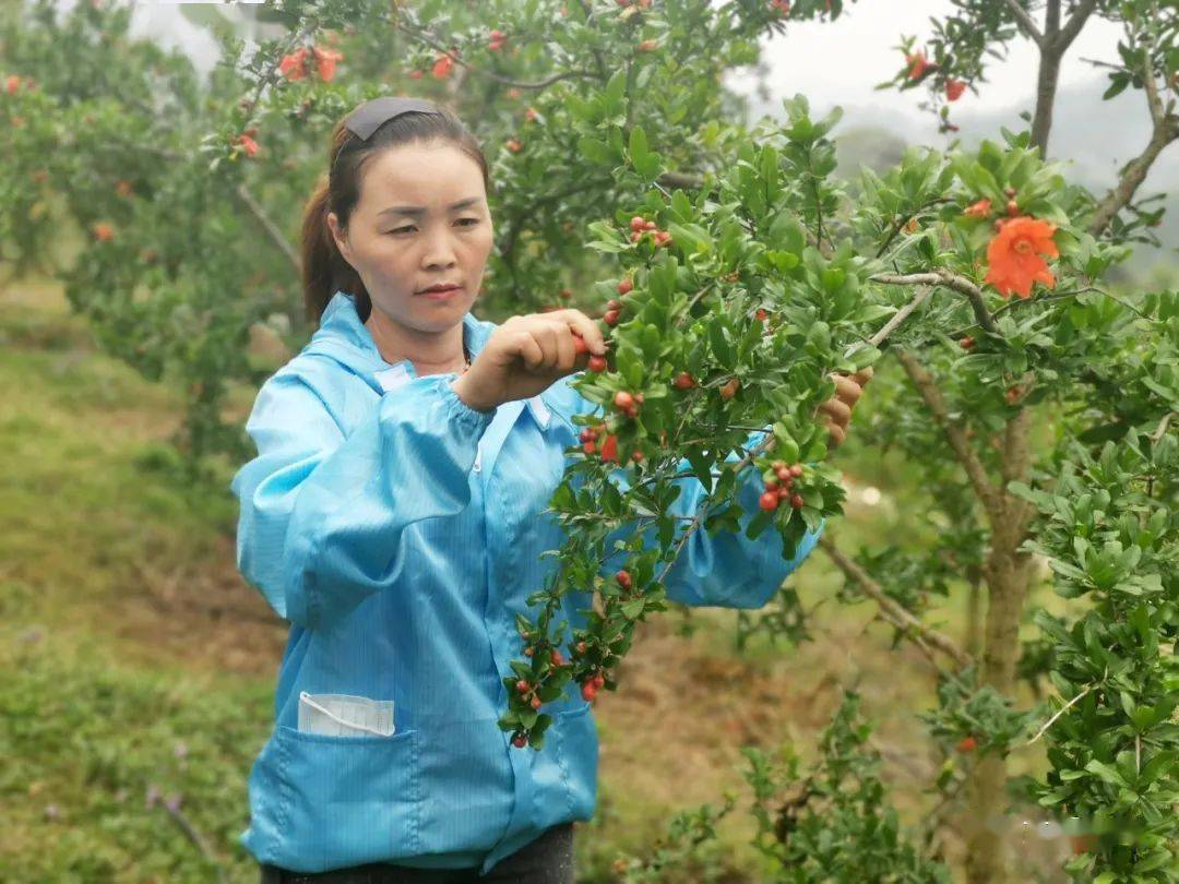 文明盘州点赞羊场乡女汉子张福丽的产业梦