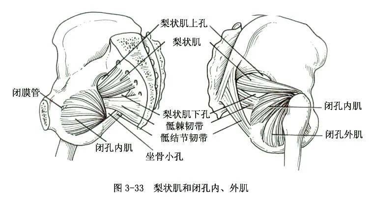 系统解剖线条绘图骨骼肌