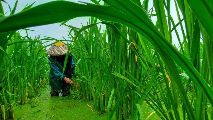 2021年4月28日,湖南省衡阳市常宁市罗桥镇依波村茭白种植基地,村民