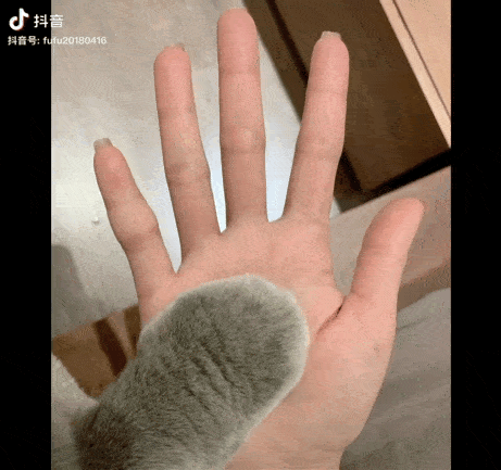 网上火了7年的猫爪x光居然是假的