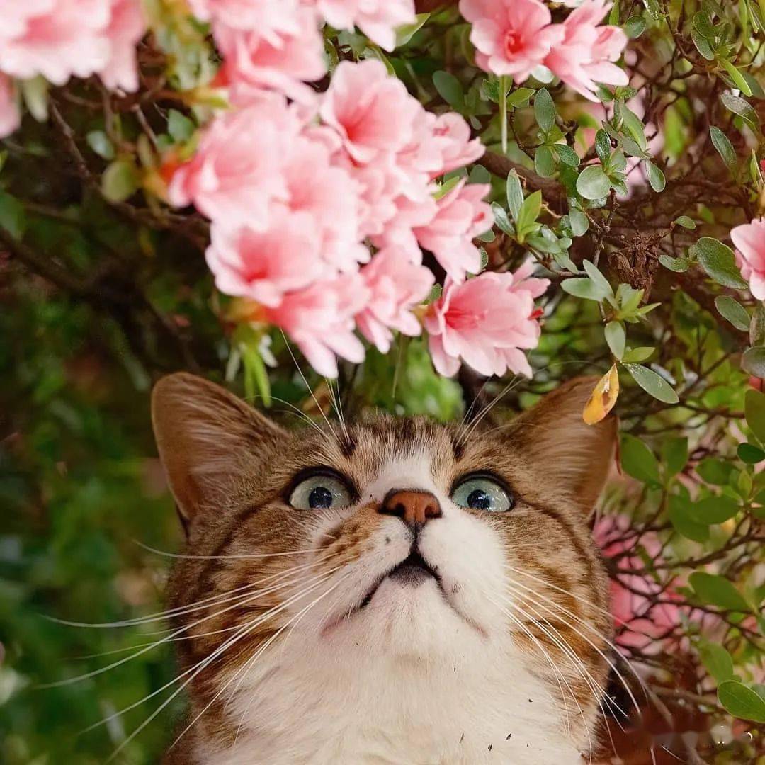 猫与花