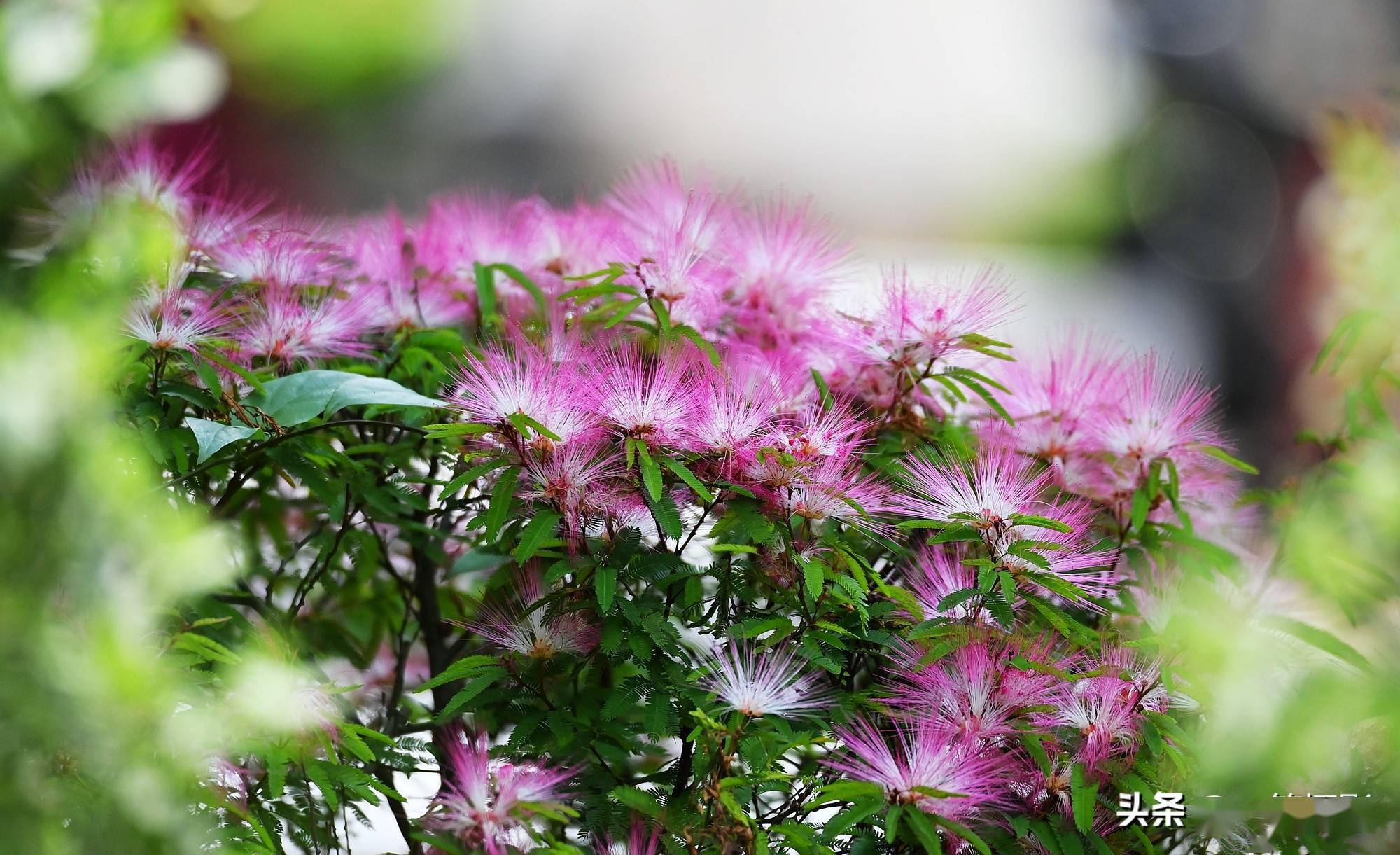 美蕊花,即苏里南朱缨花,又名红合欢