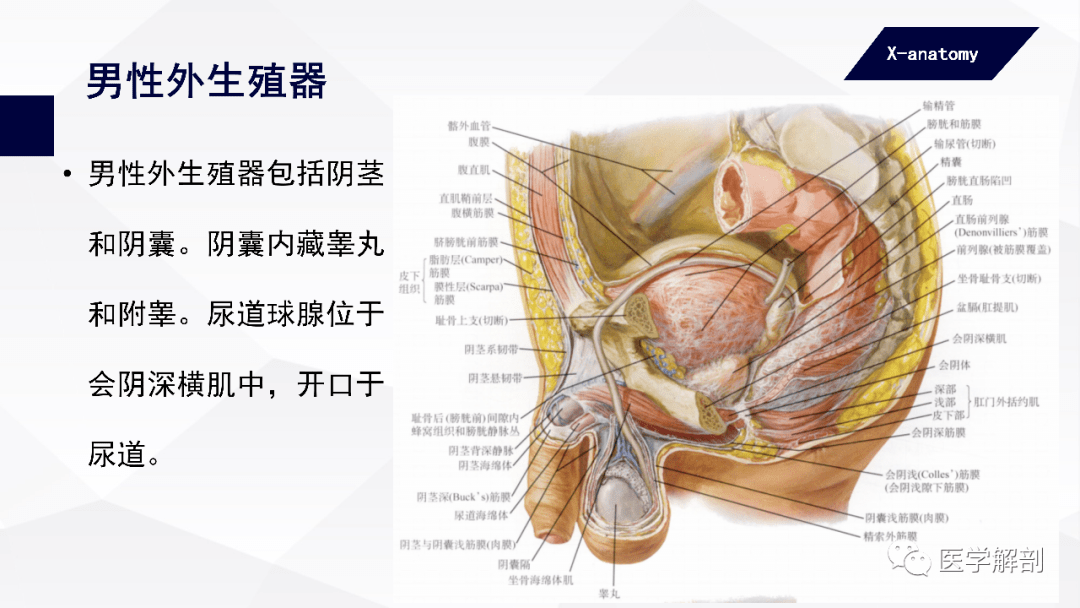 人体解剖学:男性生殖器 | 男性外生殖器(二)_阴茎