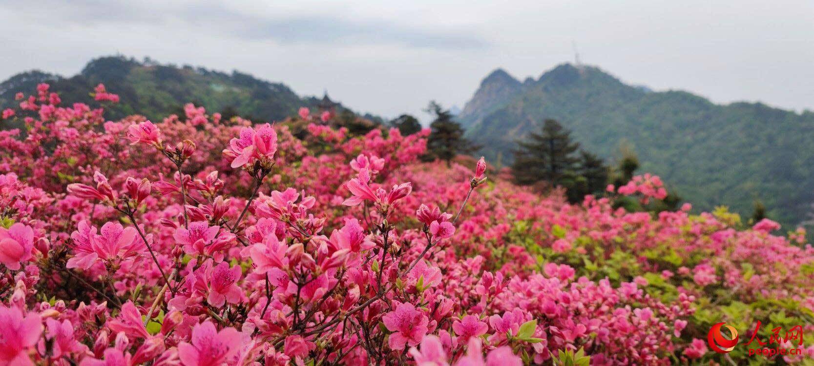 湖北麻城:十万亩连片杜鹃花盛放 景区秩序井然迎高峰