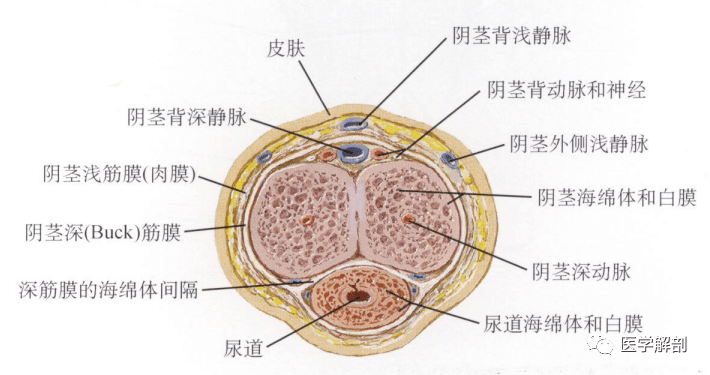 人体解剖学:男性生殖器 | 男性外生殖器(二)_阴茎