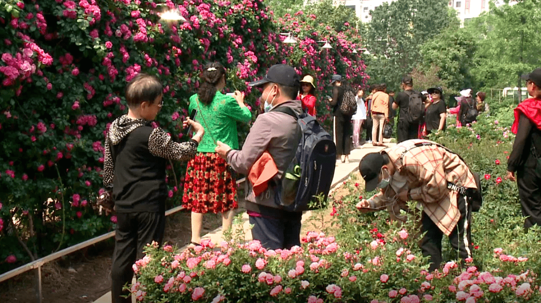 玫瑰花盛放成海鹤庆浪漫有约