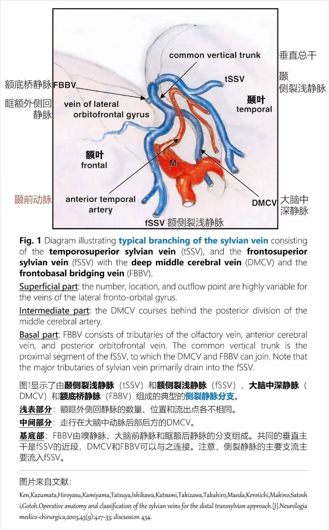 一起来认识侧裂的血管_解剖