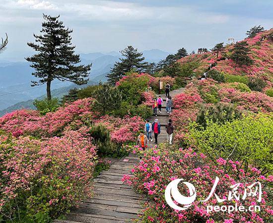 湖北省龟峰山风景区,游人畅游在杜鹃花海中