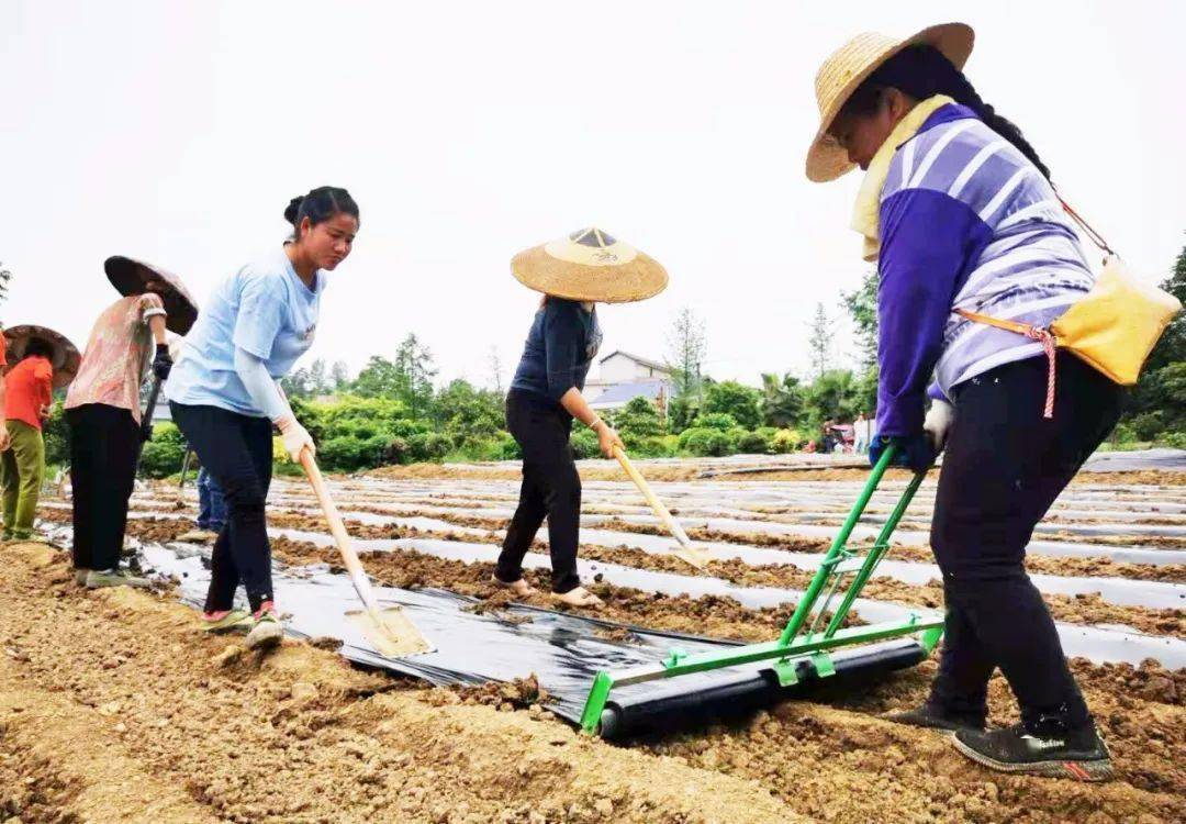 "王中杰说:"接下来,公司将立足基地,打造新农人孵化园区,为周边有梦想