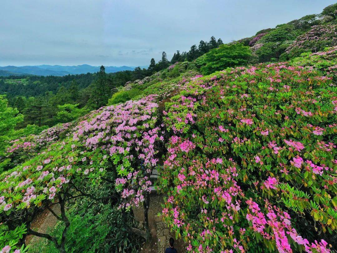 24届天台山云锦杜鹃节暨长三角融媒体对话台州文旅峰会在天台华顶开幕