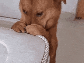 我只是犯了狗狗都会犯的错误