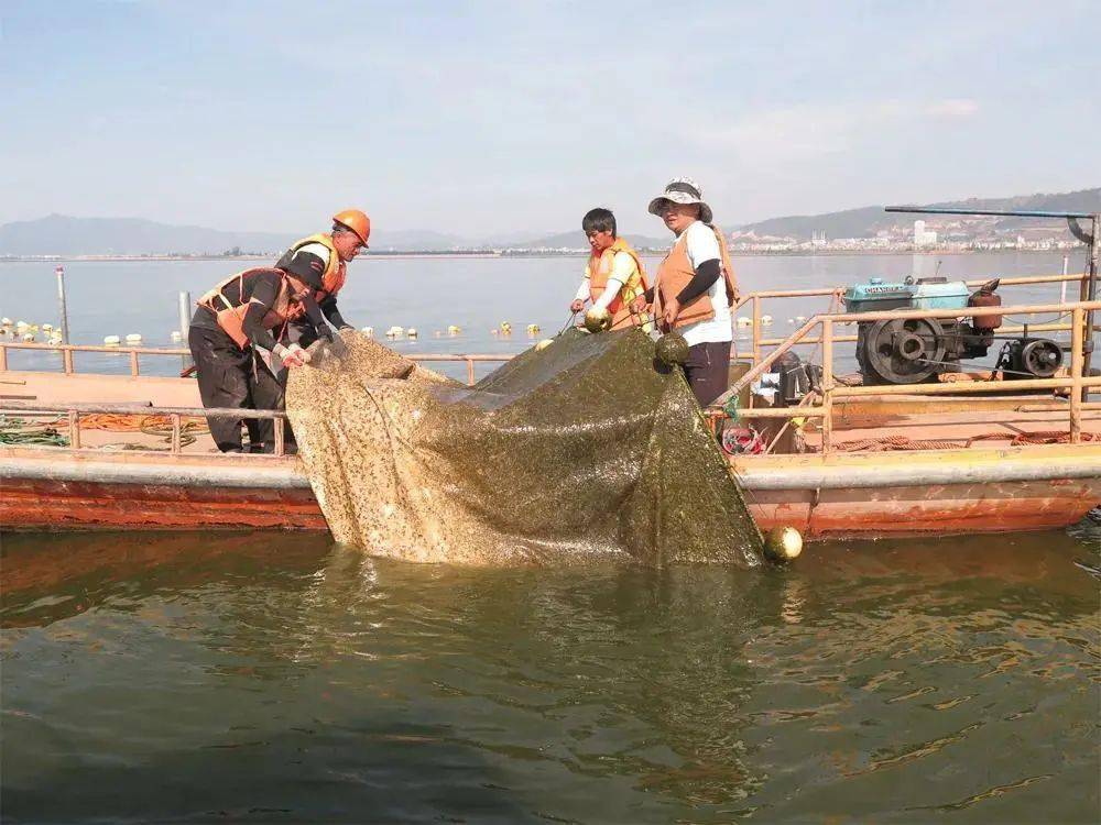 通海积极整改杞麓湖保护治理存在问题