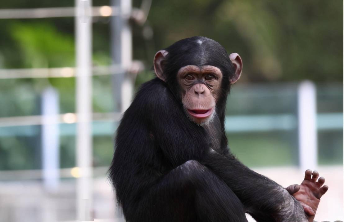 黑猩猩正在进化?美国发现变异猩猩,手指头进化得和人类一样