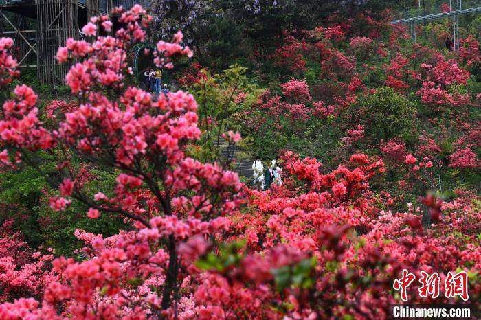 浙江磐安,野生杜鹃花正在山间盛放. 张茵 摄