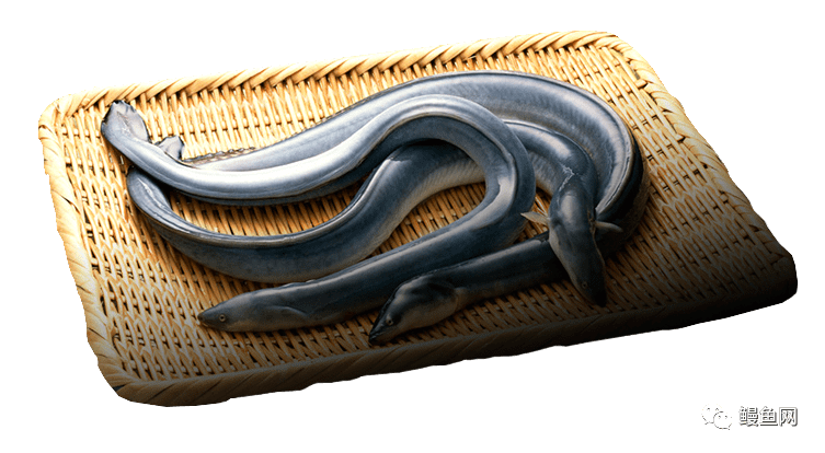 鳗鱼百科 | 日本鳗生活史:探寻了半个多世纪,我们才知道它的故乡在