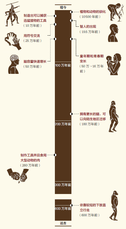 书中列出的历史时间轴,带我们一览历史发展脉络,清晰梳理  人类进化