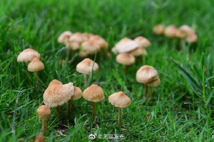 雨后野蘑菇 不要采!不能吃!