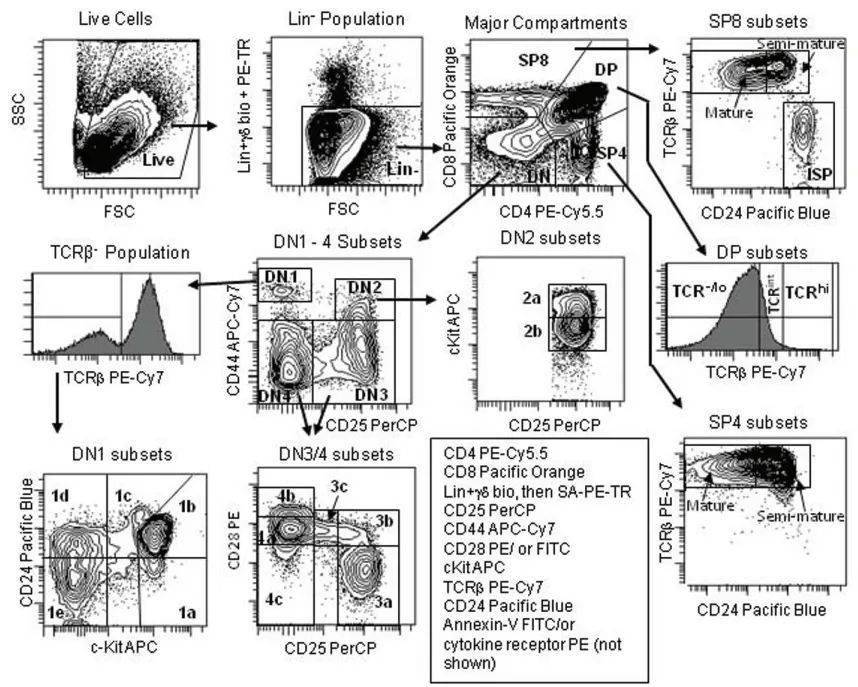 小鼠t细胞在胸腺中的发育规律,表型,分析设门和参考值