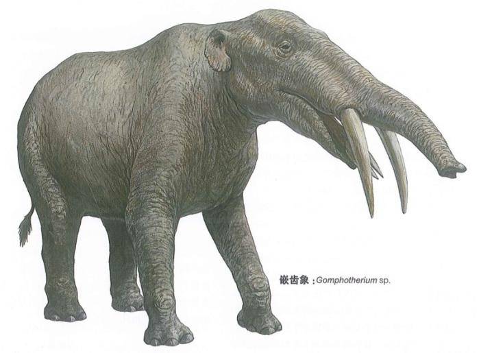 嵌齿象在中中新世开始的时候(约1600万年,玛姆象科中的中新乳齿象