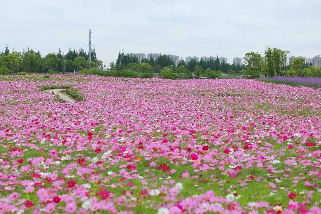 奉贤花海惊艳盛开逛花展游公园你感兴趣的这里都有