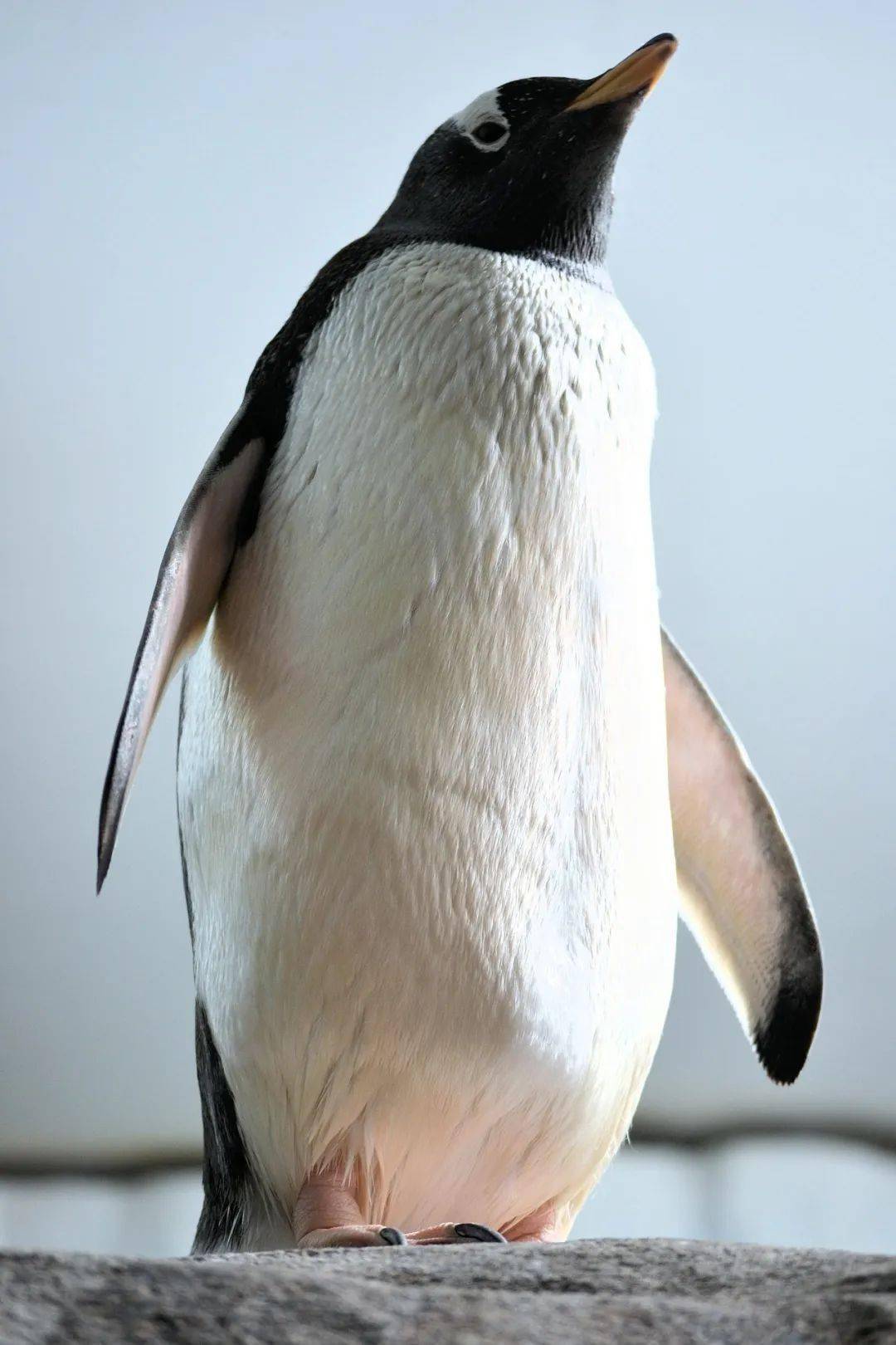 企鹅尾巴底部有会分泌油脂的腺体,聪明的企鹅会用嘴巴蘸取油脂涂抹在