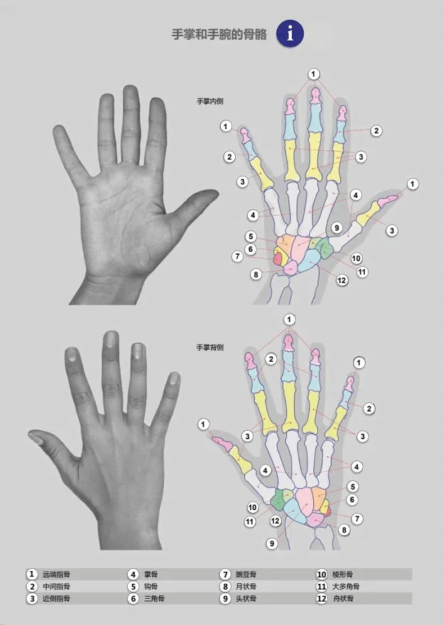 可以看到 除了大拇指有两节外,其余手指均有三节,且每节的长度会递减