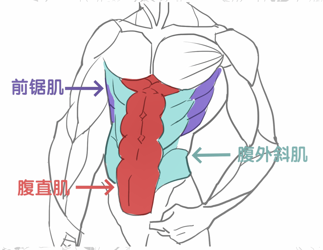 领悟了单手驾驶的能力女生马甲线腹肌的画法