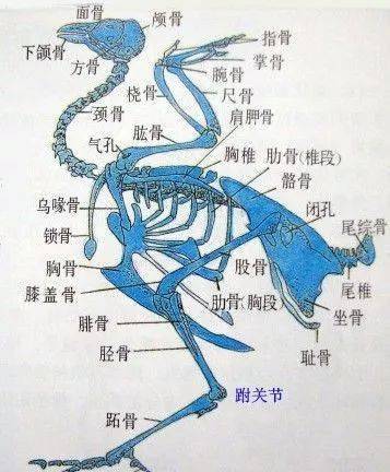 养鸡学解剖,深度好文,建议大家收藏!