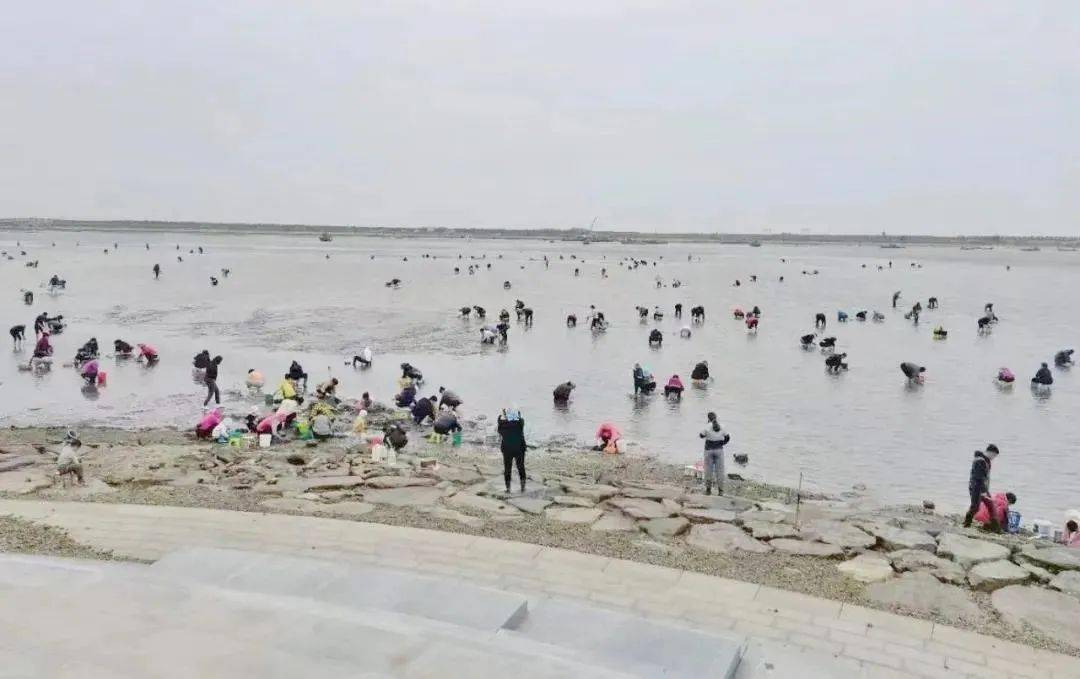 又到赶海季初村镇双岛西山村蛤滩邀您来尝鲜