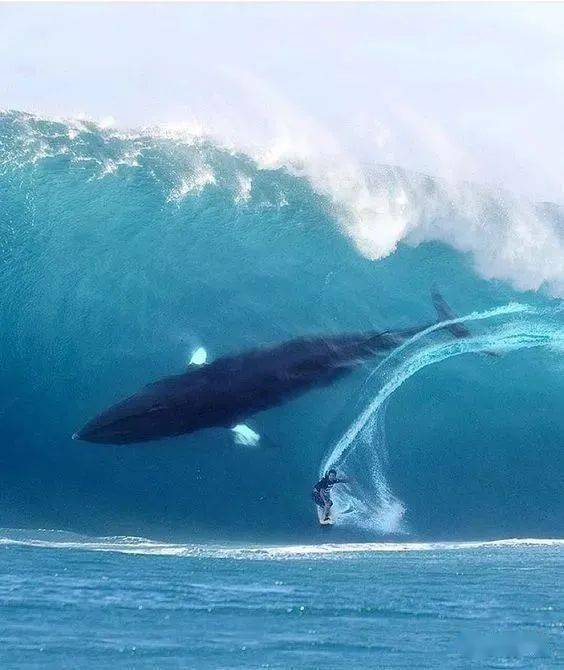 鲸鱼跃出水面的瞬间