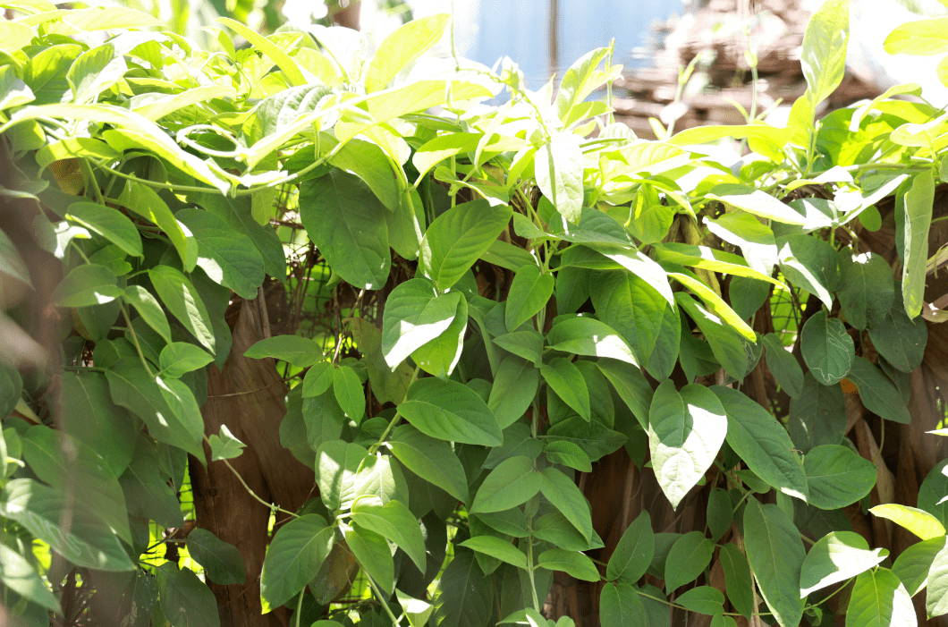 虽然臭屁藤是乡村里最常见,最粗生的一种多年生草质藤本植物,但事实上