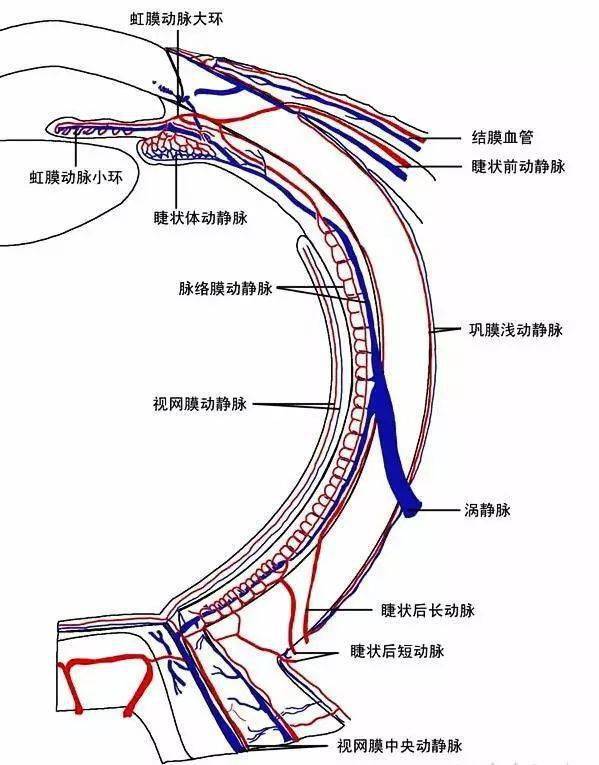 眼科基础解剖精选图集