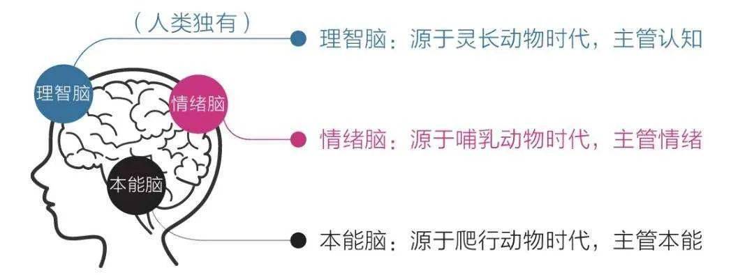 书中提到人的大脑其实有三重,分别是本能脑,情绪脑以及理智脑.