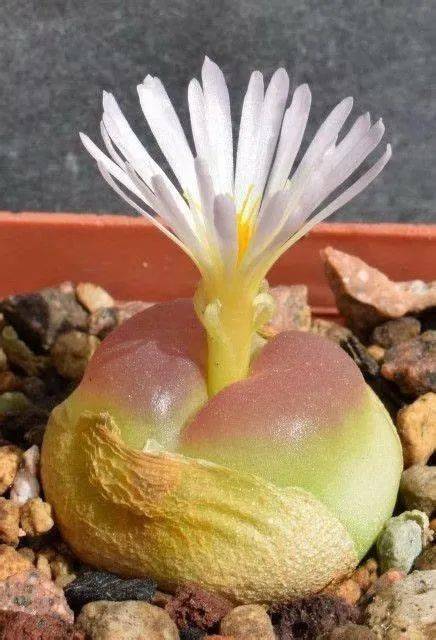 物种日历 | 肉锥的中流砥柱——拉登(conophytum ratum)