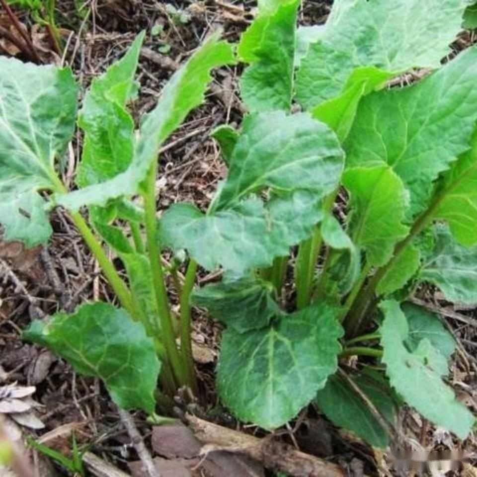 特色中药材———哈尔滨地区东风菜优质丰产栽培技术