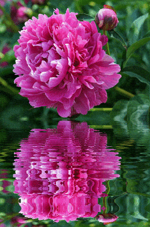 300_453 竖版 竖屏