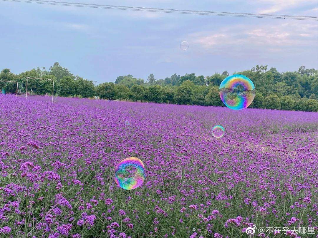 草花海,更推荐设施较完                    比如说紫颐·香薰山谷