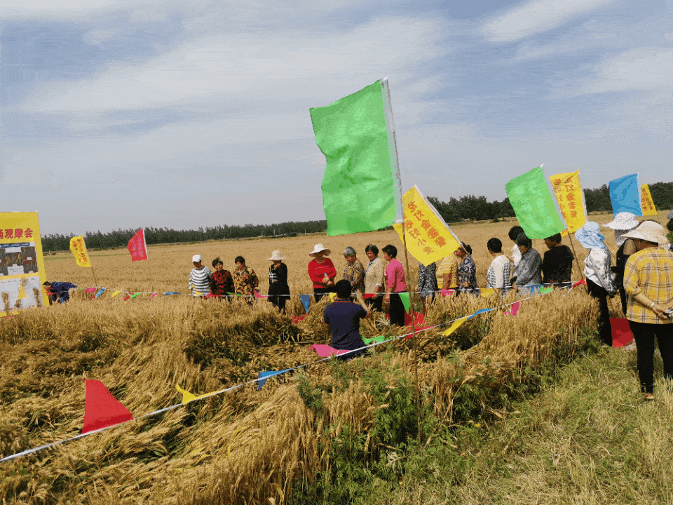 2021年麦收 -龙灯金套餐如何帮农户收获金灿灿的麦穗?