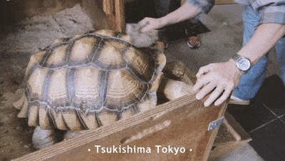日本老人养140斤龟儿子网友养好了能送走你