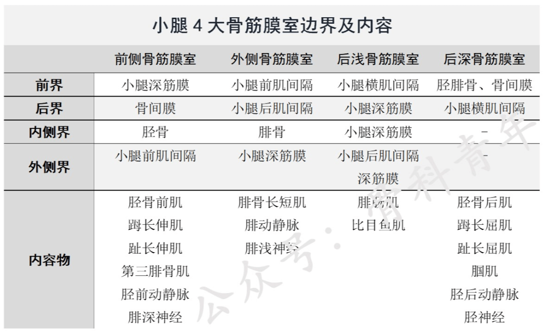 总结!一文掌握小腿四大骨筋膜室的边界与内容,速读!