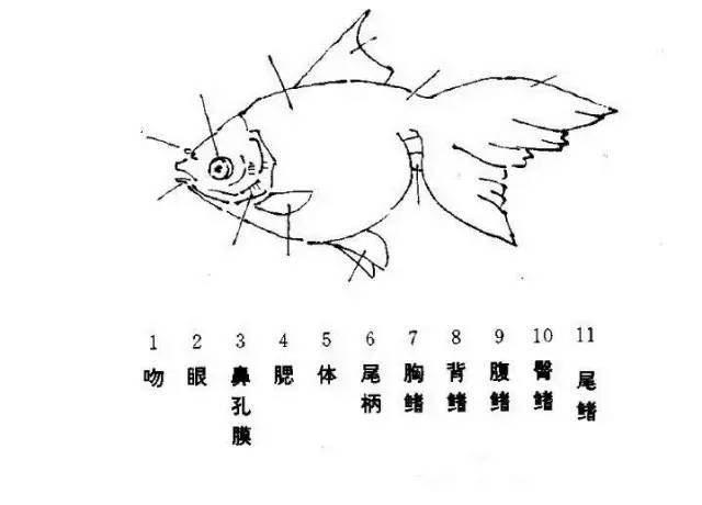 鱼类一属脊椎动物,冷血类,结构如以下图示↓在后来的年代中,如玉