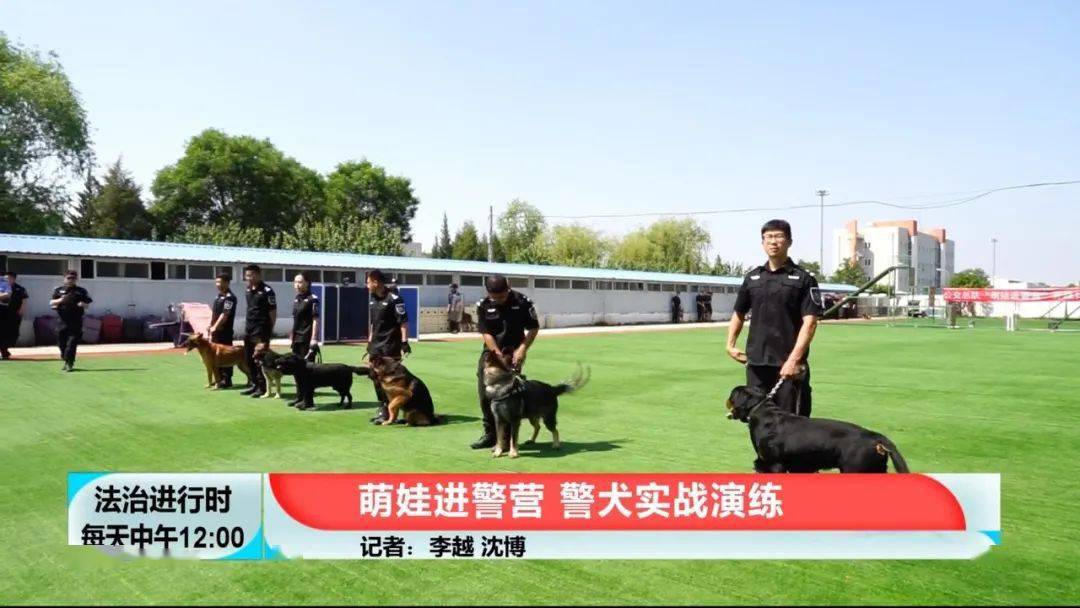 北京:萌娃进警营,观摩警犬实战演习