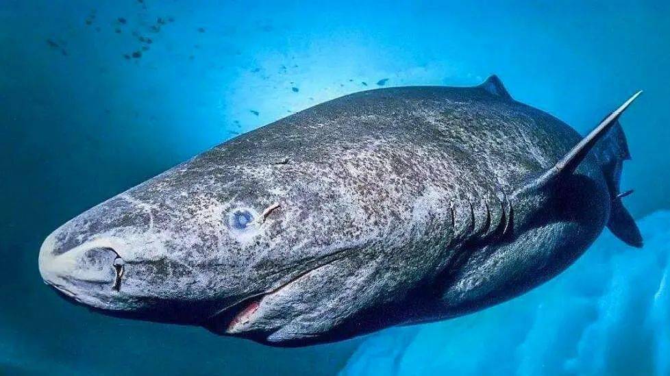 巨口鲨和鲸鲨及姥鲨相似,巨口鲨通过过滤浮游生物来觅食.