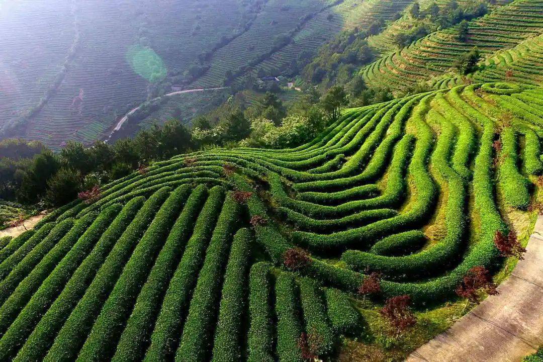 闽北美景|浦城:看看上云茶山"公式照",ta是"门面担当"